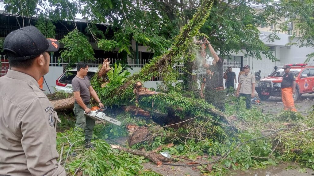 Pembersihan pohon tumbang dan timpa dua mobil di Padang. (dok. Humas BPBD Padang)