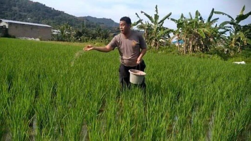 Personel Polsek Lubukbegalung, Aipda Dian Pitok membantu memberi pupuk sawah milik warga di kawasan Aurduri. (dok. istimewa)