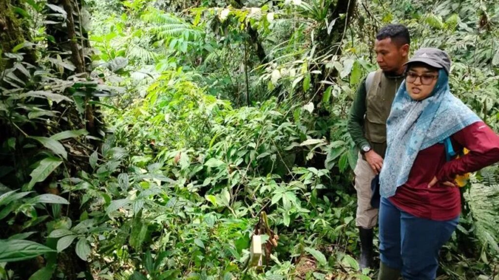 Petugas BKSDA Sumbar sedang monitoring bunga rafflesia di Paninjauan, Kecamatan Tanjung Raya, Kabupaten Agam. (Dok Antara/Yusrizal)