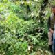 Petugas BKSDA Sumbar sedang monitoring bunga rafflesia di Paninjauan, Kecamatan Tanjung Raya, Kabupaten Agam. (Dok Antara/Yusrizal)