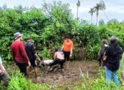 BKSDA Sumbar Evakuasi Seekor Tapir di Pasaman Barat