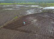 8,3 Ha Lahan Pertanian Bekas Bencana Mulai Ditanami Warga Rambatan Tanahdatar