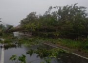 Hujan Lebat dan Angin Kencang Melanda, Ini Lokasi Pohon Tumbang di Padang