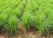 Jadi Unggulan, Kota Solok Terus Kembangkan Pertanian Serai Wangi