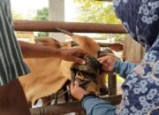 Kasus PMK kembali Merebak di Padang Pariaman, 195 Ternak Sapi dan Kerbau Terjangkit sejak Desember 2024