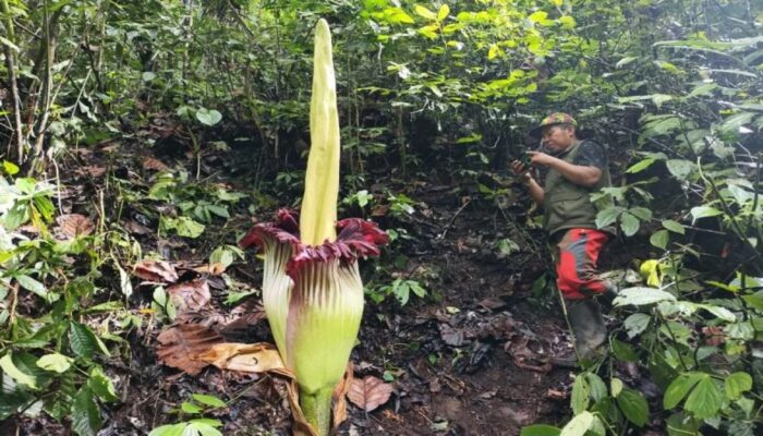 Bunga Bangkai Mekar di Agam, Tarik Wisatawan Mancanegara