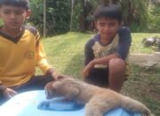 Dua Siswa SD di Agam Selamatkan Kukang Terluka