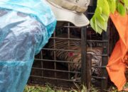 BKSDA Sumbar Tangani 17 Kasus Konflik Satwa-Manusia, 10 Di antaranya Libatkan Harimau Sumatra