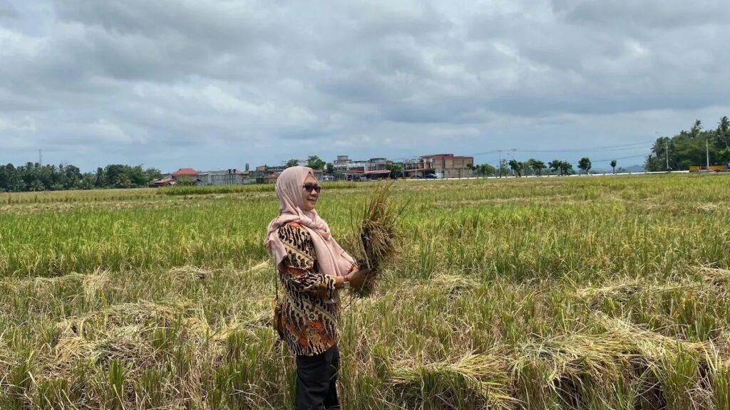 Kepala Bidang Tanaman Pangan Hortikultura dan Perkebunan, DPPP Kota Pariaman Marlina Sepa meninjau panen padi di persawahan di Pariaman. Antara/HO-Dinas Pertanian Pangan dan Perikanan Pariaman (ANTARA/Aadiaat M. S.)