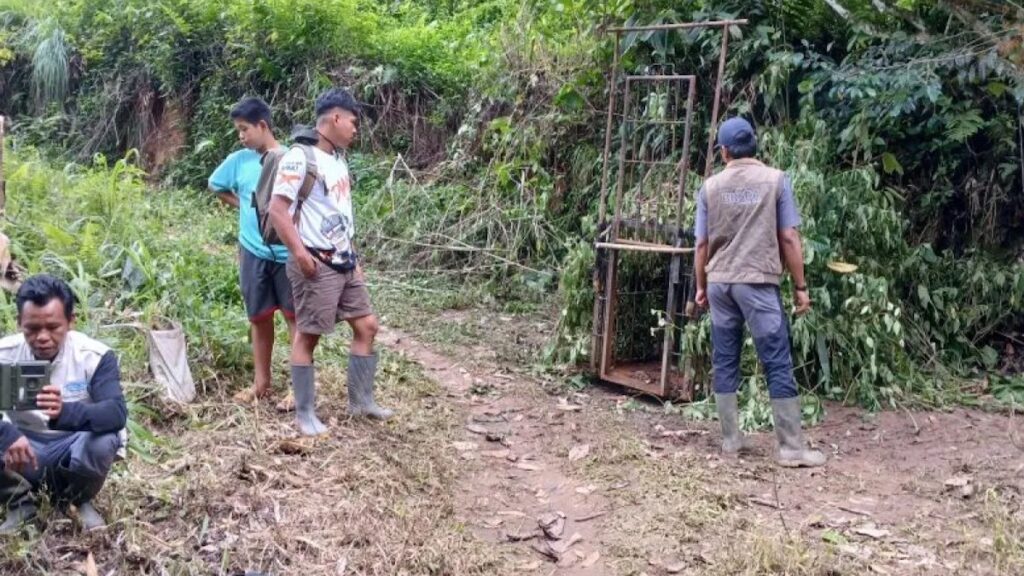 Kandang jebak yang dipasang BKSDA Sumbar di Pagadih, Kecamatan Palupuh, Kabupaten Agam. (Dok HO/BKSDA Sumbar)