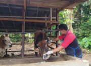 Pemko Pariaman Rekomendasikan Langkah Preventif Cegah Penyebaran PMK pada Sapi