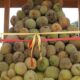 ilustrasi durian. (dok. istimewa)