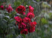 BMKG Prediksi Hujan Sedang di Kota Padang pada Lebaran Kedua