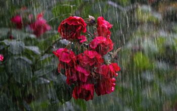 ilustrasi hujan deras. (dok. pixabay)