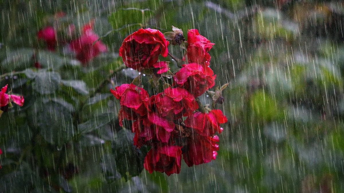 ilustrasi hujan deras. (dok. pixabay)