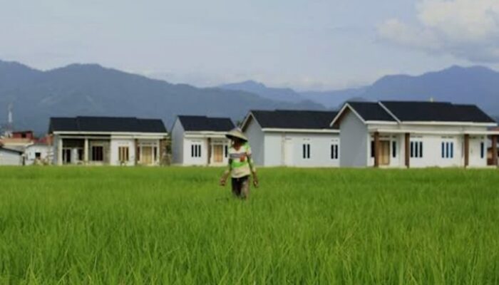 Terendam Banjir, 810 Hektare Sawah di Pariaman Gagal Panen