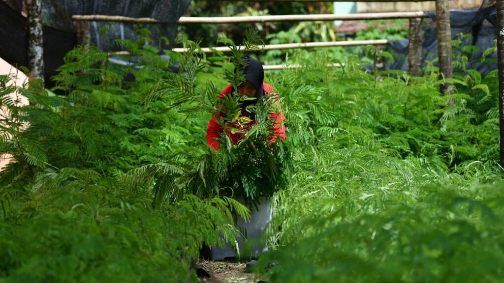 Seorang ibu membersihkan daun pohon kaliandra. Pohon ini menjadi salah satu EBT yang dipersiapkan PT Semen Padang. (dok. Humas)