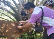 PMK Serang Sapi di Pasaman, 8 Ekor Sembuh, 2 Terpaksa Disembelih