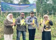 Lapas Suliki Panen Raya Jagung 1 Ton, Hasil Kerja Sama dengan Napi