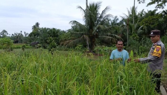 Stok Aman, Pemkab Pasaman Barat Catat Ketersediaan Beras Capai 1.211 Ton Pekan Kedua Juli
