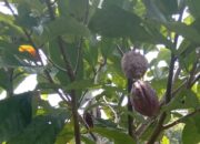 Produksi Kakao di Pasaman Meningkat, Petani Manfaatkan Harga Tinggi untuk Perluas Tanaman