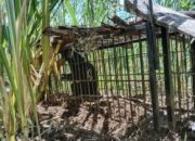 Beruang Madu Cari Anak di Permukiman Warga Agam, BKSDA Sumbar Turunkan Tim Penanganan