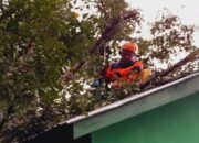 Angin Kencang Sebabkan Pohon Tumbang di Lubuk Basung, BPBD Agam Kerahkan Satgas untuk Pembersihan