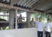 Populasi Kerbau di Padang Pariaman Terus Menurun, Pemotongan Tinggi saat Lebaran jadi Penyebab Utama