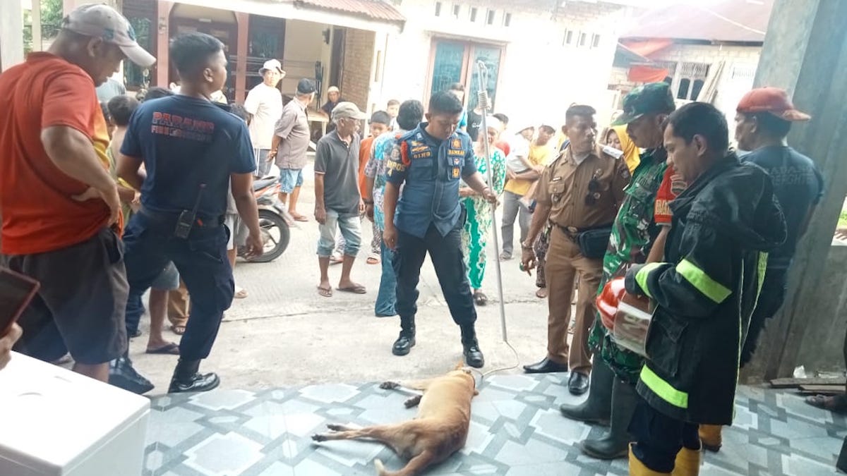 Petugas Damkar Padang berhasil menangkap anjing liar yang menggigit bocah 11 tahun. (dok. istimewa)