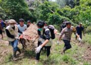 Harimau yang Masuk Kandang Jebak di Agam Ternyata Sudah Setahun Berkonflik dengan Manusia