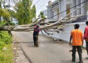 Pohon Tumbang di Lubuk Minturun Ganggu Akses Jalan dan Timpa Kabel Telepon