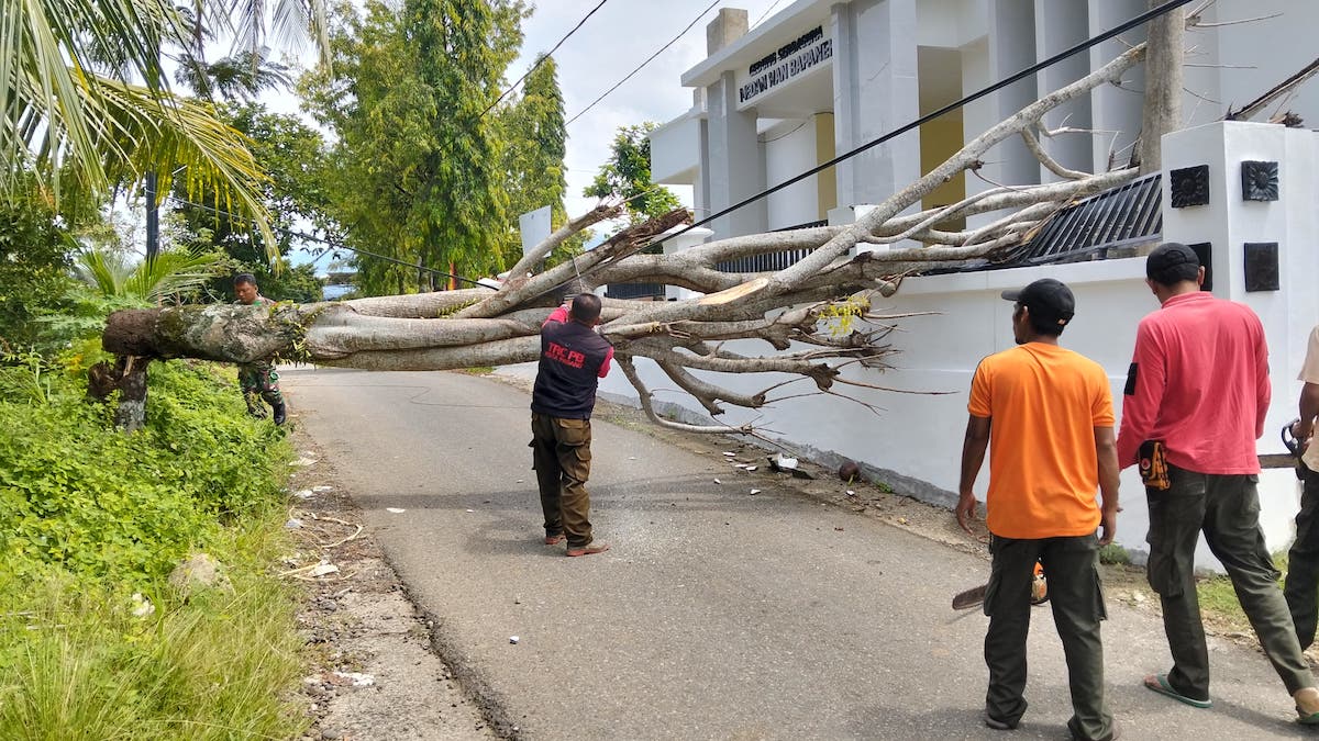 Pohon tumbang di kawasan Lubuk Minturun. (dok. BPBD Padang)