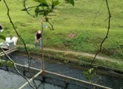 Pemkab Pasaman Barat Maksimalkan Dua Balai Benih Capai Target Produksi Ikan 2025