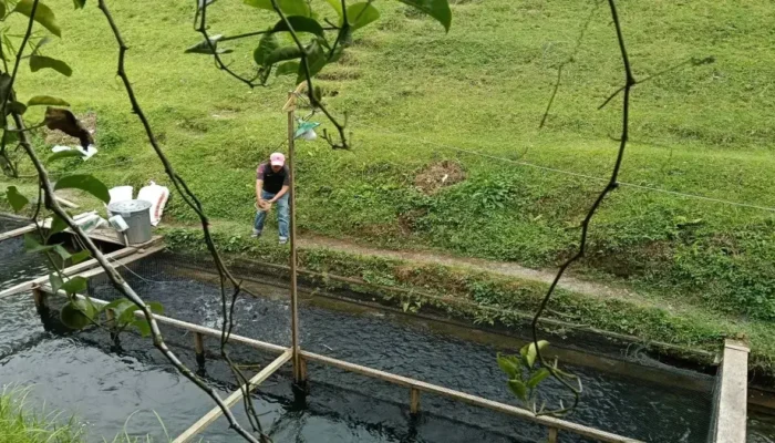 Pemkab Pasaman Barat Maksimalkan Dua Balai Benih Capai Target Produksi Ikan 2025