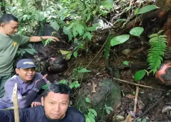 Dua Bunga Rafflesia Tuan-Mudae akan Mekar Bersamaan di Cagar Alam Maninjau