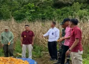 Lapas Lubuk Basung Panen Jagung Dukung Ketahanan Pangan Nasional