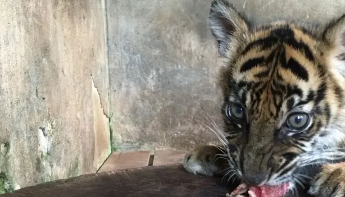 Banun Kinantan, Bayi Harimau Sumatera Lahir di Kebun Binatang Bukittinggi