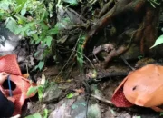 Dua Rafflesia Tuan-Mudae Mekar Bersamaan di Agam, Spesies Langka Dunia