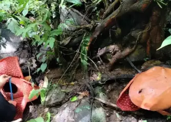Dua Rafflesia Tuan-Mudae Mekar Bersamaan di Agam, Spesies Langka Dunia