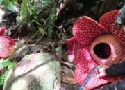 Dua Bunga Rafflesia Tuan-Mudae Mekar Bersamaan di Agam, Catatan Pertama di Dunia