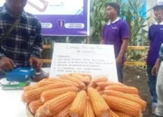 Produksi Jagung Pasaman Barat Tembus 123 Ribu Ton per Agustus 2025