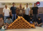Polda Sumbar Amankan 47 Paket Besar Ganja dari Empat Pelaku di Dua Lokasi Berbeda