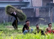 Bulog Sumbar Dorong Tanam Padi Serentak Jaga Harga Gabah dan Ketahanan Pangan