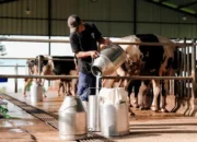 Peternakan Sapi Perah Cuan Besar Berkat Program MBG