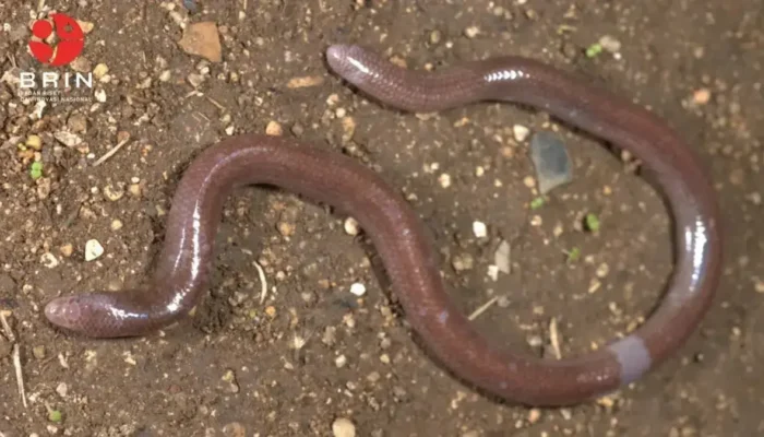 BRIN Identifikasi Spesies Baru Kadal Buta di Pulau Buton