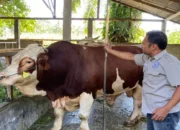 Sapi 1 Ton Milik Warga Pasaman Barat Diusulkan untuk Kurban Presiden