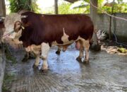 Pemkab Pasaman Barat Lakukan Dua Tahap Pemeriksaan Kesehatan Hewan Kurban jelang Idul Adha