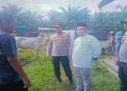 Jelang Idul Adha, Pemkab Pasaman Barat Intensifkan Pemeriksaan Kesehatan Ternak