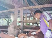 Jumlah Hewan Kurban Idul Adha 2025 di Pasaman Barat Diperkirakan Naik, Capai 4.700 Ekor