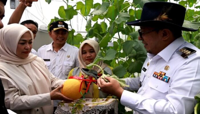 Pemkab Tanah Datar Luncurkan Wisata Petik Melon, Andalkan Budidaya Modern dalam Screen House